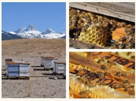 NEW: 5 lb Beaverhead Creamy Clover Honey Bucket from Montana