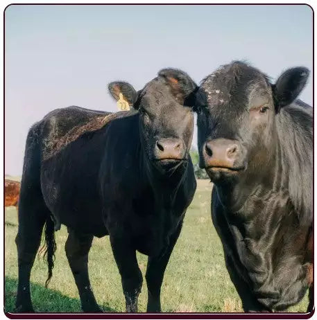 Full, 1/2, 1/4th, 1/8th or 1/16th Local Grassfed Pasture-raised/Finished Beef Shares, Golden Hour - As Low As $9.68lb finished (all fees included!)